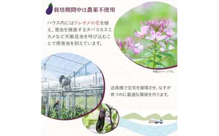 【予約受付】【期間限定】 焼いてトロける！三浦農園のトロなす1kg 栽培期間中農薬・化学肥料不使用 ／Fms-15 農産物 新鮮 焼きナス 野菜 大量 