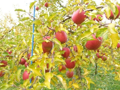 りんご（葉とらずサンふじ）５ｋｇ　ご家庭用　0075-2419