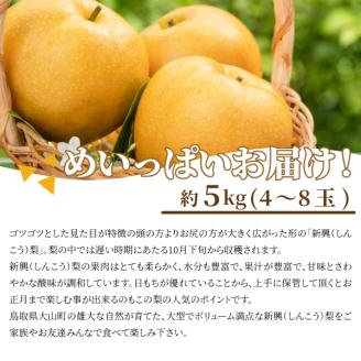 DS-07　新興梨 5kg