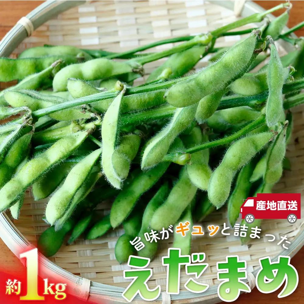 枝豆の聖地・千葉県野田市産！枝付き枝豆 約1kg ／ 枝豆 枝付き 枝豆1kg 産地直送 大莢 甘み濃厚 食べ応え ぷっくり豆 おつまみ BBQ 家飲み 新鮮 野菜 旬の味覚 千葉県 No.402