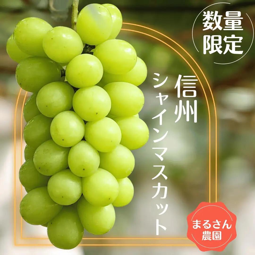 ≪先行受付≫【数量限定】まるさん農園のシャインマスカット　約１ｋｇ　合計２房［MR-101］| 人気シャインマスカット 高評価シャインマスカット シャインマスカットランキング おすすめシャインマスカット |