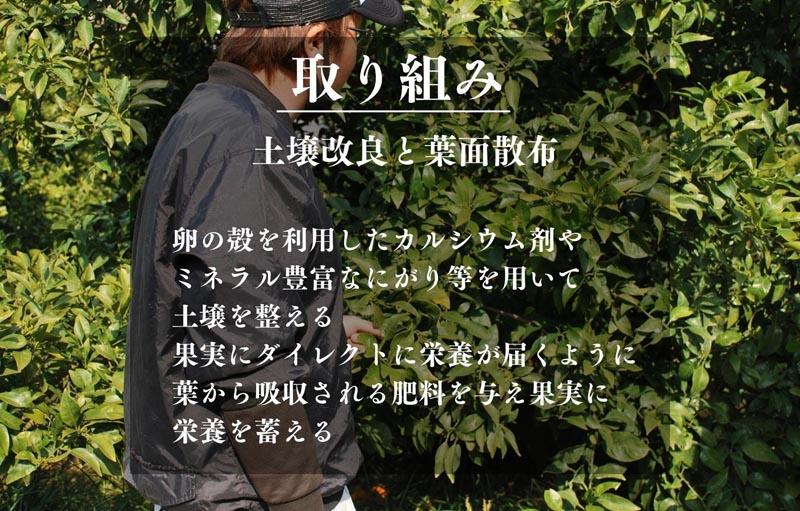 不知火 古豪の産地 田口の不知火 7玉木箱入 特選品 産地直送 贈答用 数量限定［みかんの会］