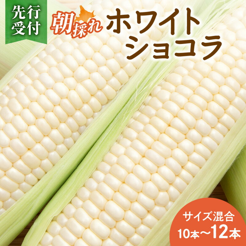 【ふるさと納税】【2026年8月～発送開始！】北海道十勝清水町産 白いとうもろこし ホワイトショコラ サイズ混合 10～12本 ホワイト 北海道産 2026年 とうきび 産直 産地直送 希少品種 幻のとうもろこし ぷちっとはじける食感 白い コーン 北海道 清水町 送料無料