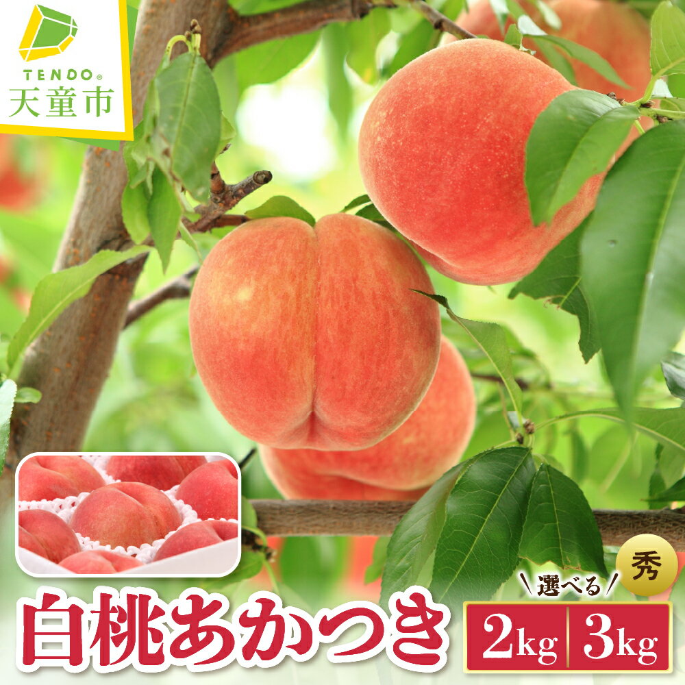 【ふるさと納税】 もも ( あかつき ) 2kg / 3kg 山形県産 桃 白桃 果物 フルーツ 秀品 2kg 5〜7玉 / 3kg 8〜12玉 のし 贈答 ギフト おすそ分け 旬 夏 秋 期間限定 常温便 冷蔵便 送料無料 先行予約 【 山形県 天童市 】