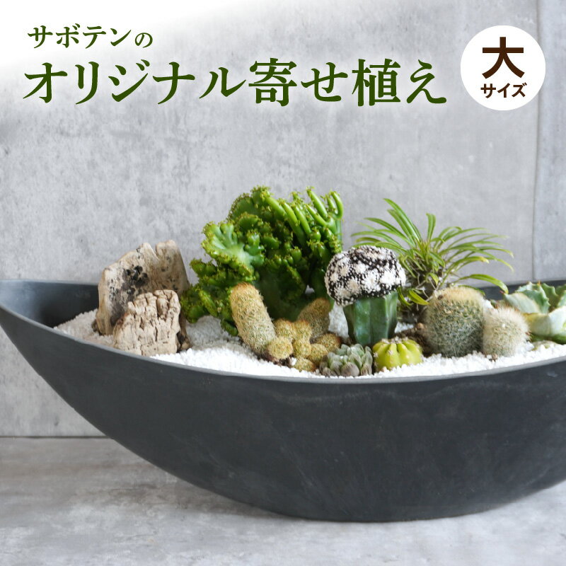 【ふるさと納税】サボテンのオリジナル寄せ植え（大）