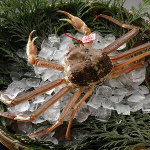 【先行予約】鳥取県産 タグ付き 活 松葉がに 500g×2杯(中村商店)25年12月・26年1月発送【配送不可地域：離島・北海道・沖縄県・東北・信越、北陸】【1692724】