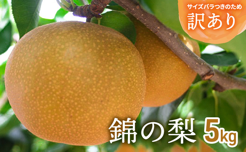 
            訳あり 梨 錦の梨 5kg 果物 フルーツ ※配送不可:離島
          