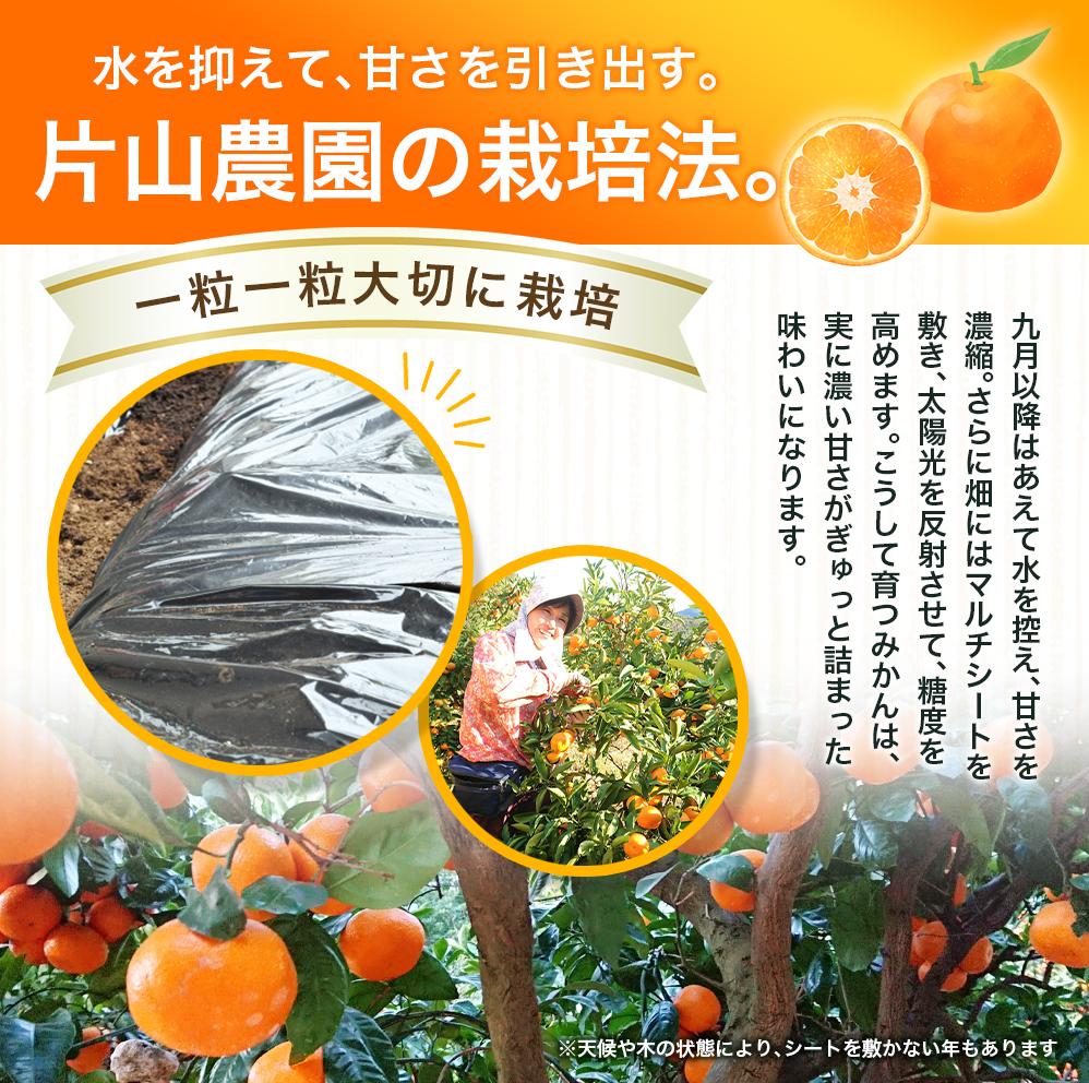 薄皮で濃い甘さ！完熟由良みかん【こつぶ】5kg×1箱（2Sサイズ）和歌山県由良産※2026年11月下旬頃から12月下旬頃に順次発送予定 / 柑橘 ミカン 蜜柑 甘い 由良町 フルーツ 果物 くだもの 