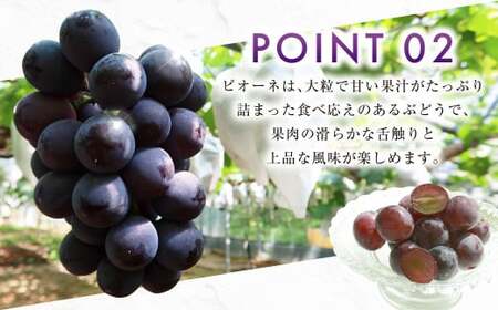 ニューピオーネ 2kg 早採れ（ハウス栽培） ぶどう 葡萄 フルーツ 果物 岡山県 岡山県産 2026年 先行予約 【2026年7月上旬-7月下旬発送予定】