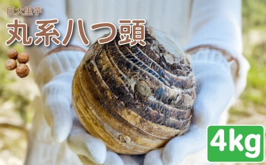 里芋 丸系八つ頭 4kg 4~6個 数量限定 期間限定 野菜 芋 さといも 八つ頭 埼玉県 限定 羽生市産