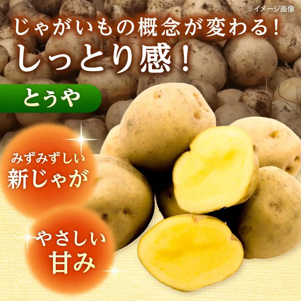 【先行予約】じゃがいも とうや 5kg [BPAM017] じゃがいも 北海道