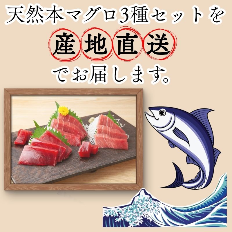 【出荷時期：7月上旬～】本マグロ 3種 赤身 中トロ 大トロ 各1柵 国産 本鮪