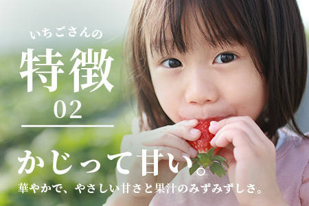 いちごさん 240g×4P★先行予約★【生産者直送】ふるさと納税 いちご イチゴ 苺 果物 フルーツ 旬 贈答用 お取り寄せ ギフト ふるさと 人気 佐賀県 鹿島市 送料無料 【2026年2月頃～4月