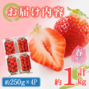 ＜先行予約受付中！2026年2月上旬～2026年4月下旬に順次発送予定＞ 博多あまおう・春 (計約1kg) いちご 苺 フルーツ 果物 くだもの 福岡限定 家庭用 冷蔵＜離島配送不可＞【ksg1740