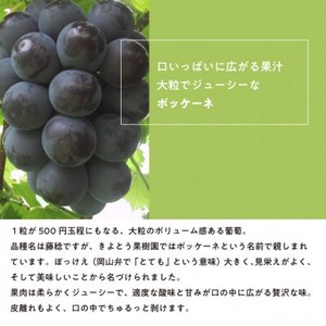 【きよとうファーム】ボッケーネ(藤稔)ずっしり大房の満足便! 3房入(1房700g～)(岡山県産)【配送不可地域：離島】【1633076】