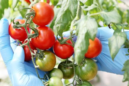 フルティカトマトジャム 140g×4本 合計560g