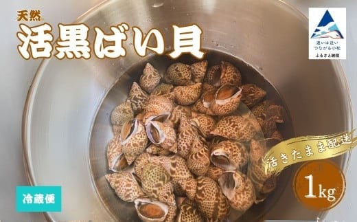 
                  【季節限定】活黒ばい貝 （あずき貝）1kg | 石川県 小松市 石川県漁業協同組合小松支所
                