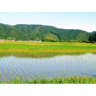 ふるさと納税 四万十町 7年産樽井商店の仁井田米　[ヒノヒカリ]　精米　5kg |  | 01