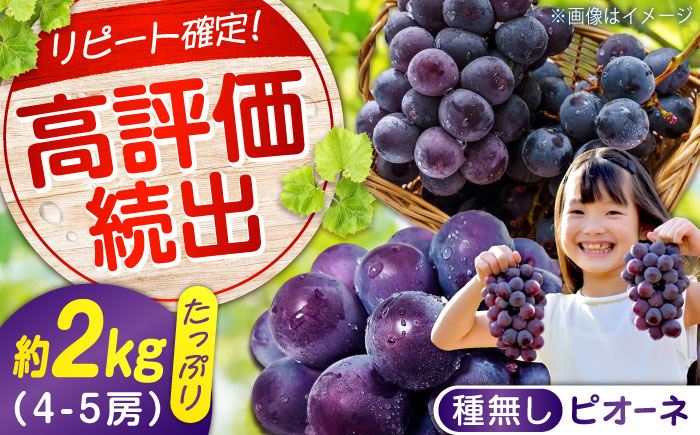 期間限定/8月下旬～9月上旬頃発送 沼隈ぶどう「ピオーネ」 約2kg 4～5房（種なし） 広島県福山市/福山市農業協同組合　沼隈グリーンセンター ぶどう ブドウ 葡萄 種なし 大粒 ピオーネ [BAEV002]