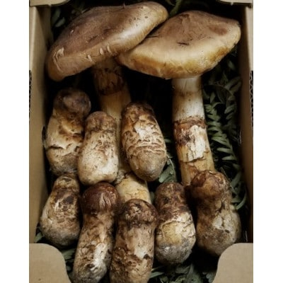 
            岩手県岩泉産松茸　300g前後(250g～350g)(小ぶり、割れ、キズ、開き等)【1415824】
          