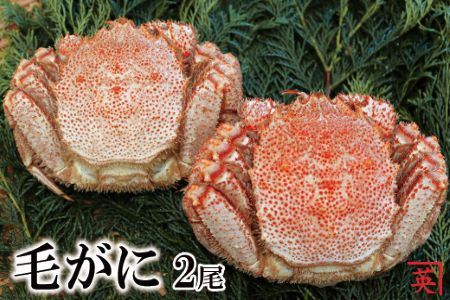 【北海道根室産】ボイル毛蟹400g～480g×2尾 B-27010