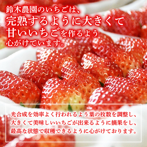 いちご 予約受付 きらぴ香 800 g いちご いちご いちご いちご いちご ふるなび 鈴木農園
