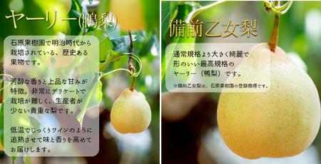 詰め合わせ 3㎏箱 赤秀 備前横綱梨1玉(1～1.5㎏玉)・備前乙女梨３～5玉 【先行予約 2026年11月中旬から順次発送】
