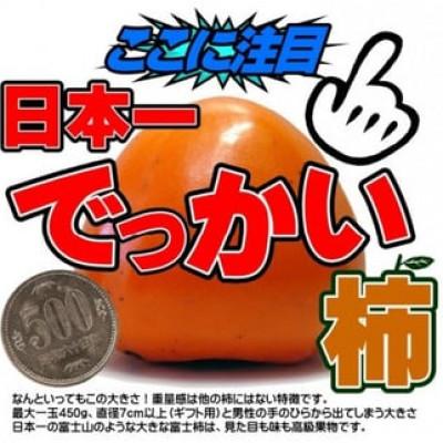 ふるさと納税 八幡浜市 愛媛県八幡浜産富士柿10kg【中玉】【F35-6】 |  | 02