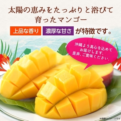 【2026年6月から順次発送・訳あり】アップルマンゴー1.5kg(3～6玉)【配送不可地域：離島】
