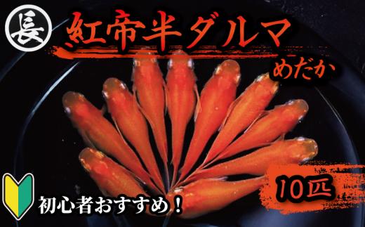 129-5 魚介 魚類 魚 紅帝半ダルマ 10匹 めだか 飼育 初心者 おすすめ 水槽 インテリア 生物 鑑賞 美 静岡県 牧之原市 丸長