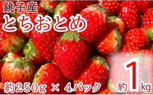 先行予約 とちおとめ 約1kg パック 250g × 4パック  千葉県 銚子市 松岸 神原いちご園  いちご イチゴ 苺  人気 定番 食べやすい 果物 フルーツ ストロベリー ジャム  朝摘み 採れたて 新鮮 産直 安心安全 期間限定 送料無料 千葉県銚子市