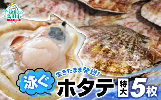 【 期間限定 】 生きたまま発送 泳ぐホタテ 特大サイズ5枚 【 ほたて 帆立 殻付 新鮮 海鮮 ヤマキイチ商店 こだわり 】