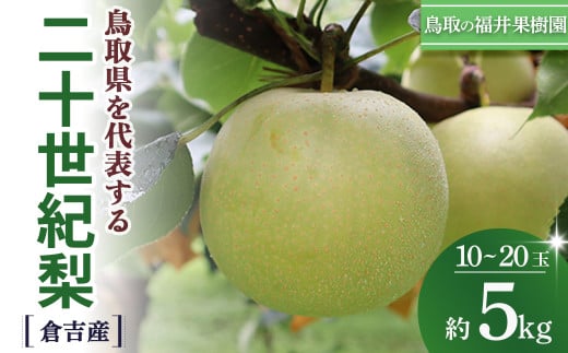 【期間限定】【生産者応援品】令和8年産 二十世紀梨 5kg（10～20玉） 倉吉産 福井果樹園 二十世紀梨 20世紀梨 梨 なし ナシ ブランド梨 果物 フルーツ 先行予約 和梨 数量限定