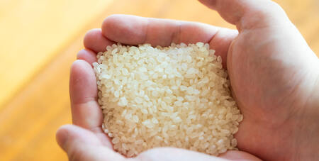 【定期便12回】 無肥料 無農薬 の ササニシキ 白米 精米 3kg 勘六縁 の お米 / 令和7年産 令和8年産【栽培期間中農薬不使用】