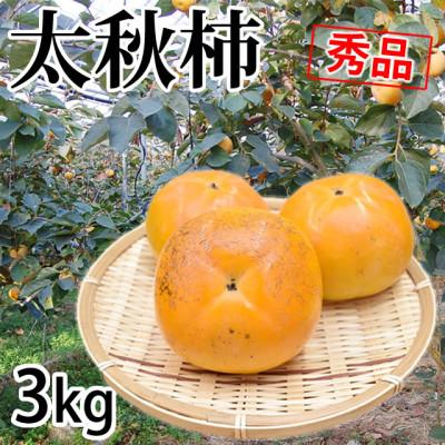 ふるさと納税 菊池市 太秋柿 秀品3kg【2025年10月下旬-11月下旬発送予定】(菊池市)
