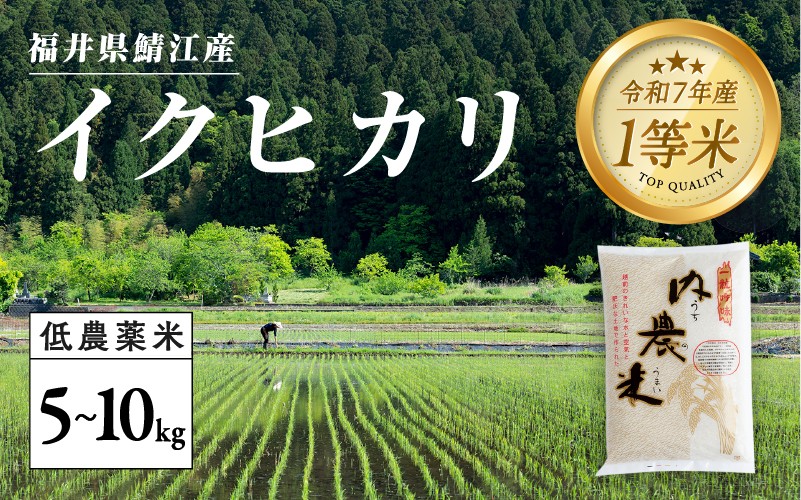 
            【令和7年産新米！】【2025年9月下旬以降 順次発送予定】福井県産 内農米 イクヒカリ 5kg / 10kg ［C-00506］/ 白米 精米 ご飯 コメ ごはん ライス 有機栽培 産地直送 鯖江市
          