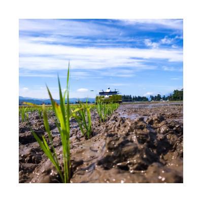 ふるさと納税 上越市 【2ヵ月毎定期便】謙信秘蔵米5kg全6回 |  | 02