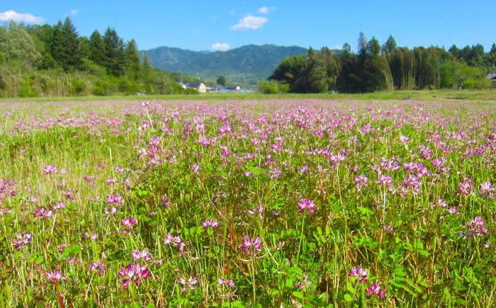 米 ふるさと納税限定 新米 つやひめ つや姫 こめ ツヤヒメ ブランド米 主食 贈答 ギフト おすすめ 人気 岐阜県 恵那市