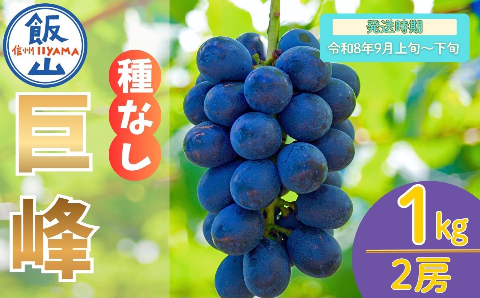 
            【先行予約丨2026年9月上旬より順次発送】種なし巨峰【約1kg(2房あたり)】(At-005)丨長野県 飯山市 おすすめ ランキング おいしい 高評価 大人気 先取り 産地直送 ぶどう 巨峰
          