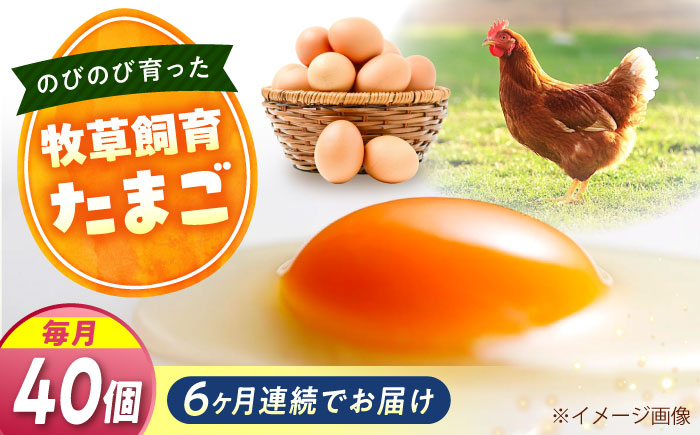 【全6回定期便】天心山 たまご 40個（10個入り×4パック） 卵 たまご 高級 食品 たまごかけご飯 卵かけご飯 卵焼き 生卵 濃厚 ケーキ お菓子 づくり ランキング 上位 人気 おすすめ 定期便　広島県福山市/天心山ファーム [BABW031]