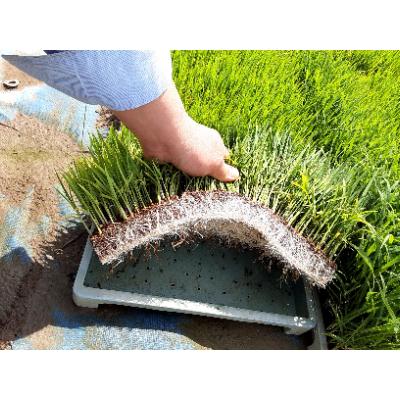 ふるさと納税 糸魚川市 新潟県産 糸魚川産令和6年産 コシヒカリ 100% 精米 3kg×2 |  | 02