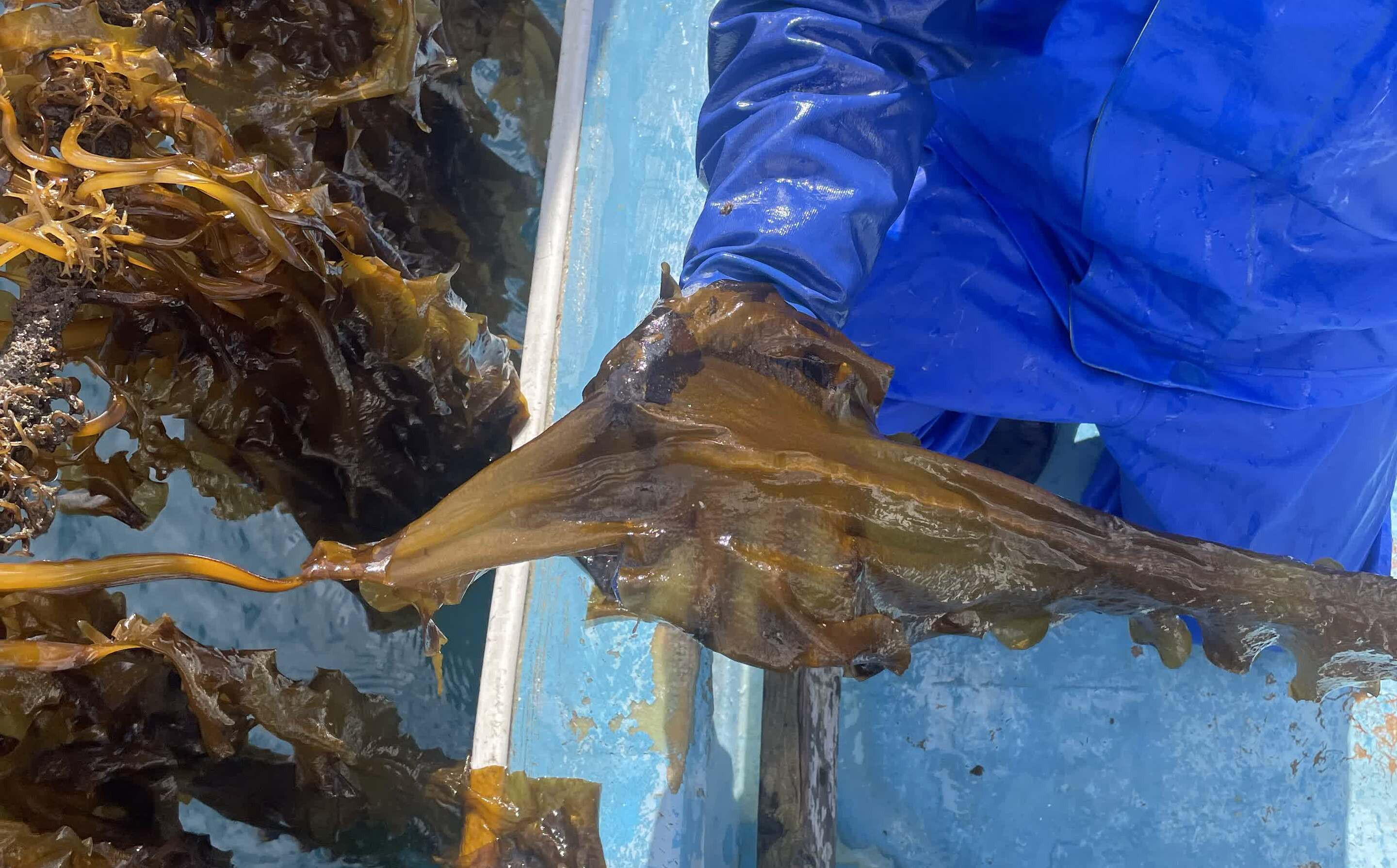 西ノ島の海で育ったとれたてわかめをお届けします。