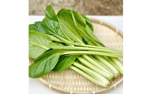岡山県産 新鮮小松菜 900g 栄養満点の健康野菜