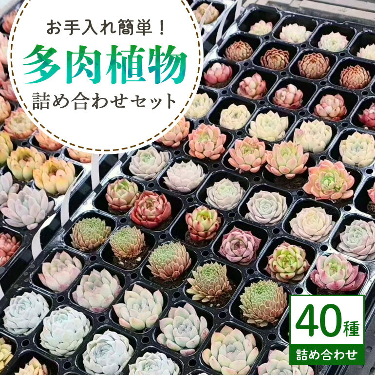 【ふるさと納税】多肉植物 抜き苗 アソート 40セット 詰め合わせ 多肉植物 観葉植物 インテリア 寄せ植え 誕生日プレゼント オシャレ 多肉 観葉 おまかせ セット 植物 苗 種類 色々 ランダム 農園直送 栽培 ガーデニング 寄せ植え用 多肉専科 送料無料
