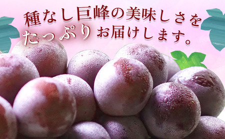 【先行予約】種なし 巨峰ブドウ (訳あり) 約3kg (7～12房)  | ぶどう 果物 フルーツ 産地直送 甘い 大分県産 九州産 中津市