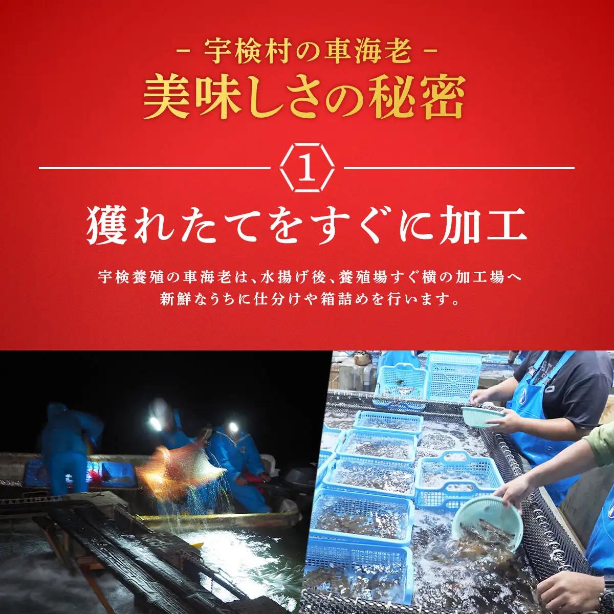 冷凍車えび 500g 贈答箱入り 活〆車海老 エビ 魚介 海鮮 人気 奄美大島 宇検村 鹿児島 車海老 