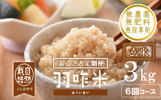 【先行予約 玄米 6か月定期便】令和8年産 石川産コシヒカリ 玄米 合計18kg（3kg×毎月お届け全6回）羽咋米 | 石川産こしひかり 石川コシヒカリ 自然栽培コシヒカリ 自然栽培こしひかり こしひかり 玄米 お米 米 コメ 3キロ 定期便 いしかわ はくい 石川県 羽咋市 コシヒカリ 羽咋米 【HM007_R8】