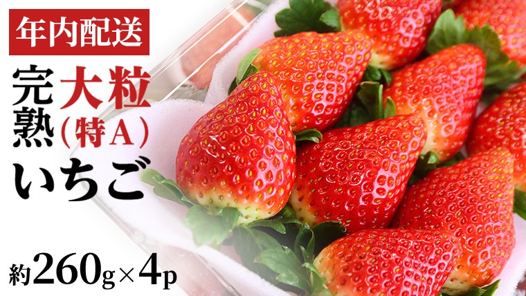 
            【12/17までの申込で年内にお届け！】 完熟いちご 約260g×4パック 品種おまかせ 年内お届け 国産 いちご イチゴ 苺 [BC090sa]
          
