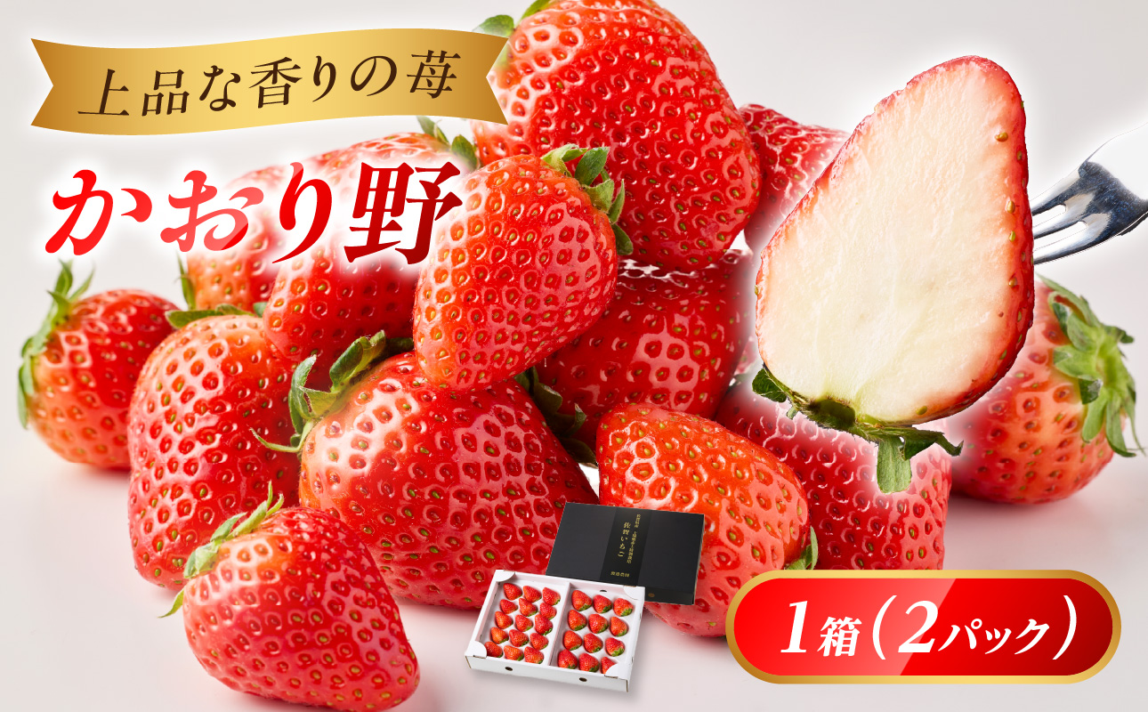 ★予約受付★渡邉農園 玄海町産いちご「かおり野」／ 送料無料 かおり野 苺 いちご イチゴ 希少 果物 くだもの フルーツ デザート 旬 順次配送 予約受付
