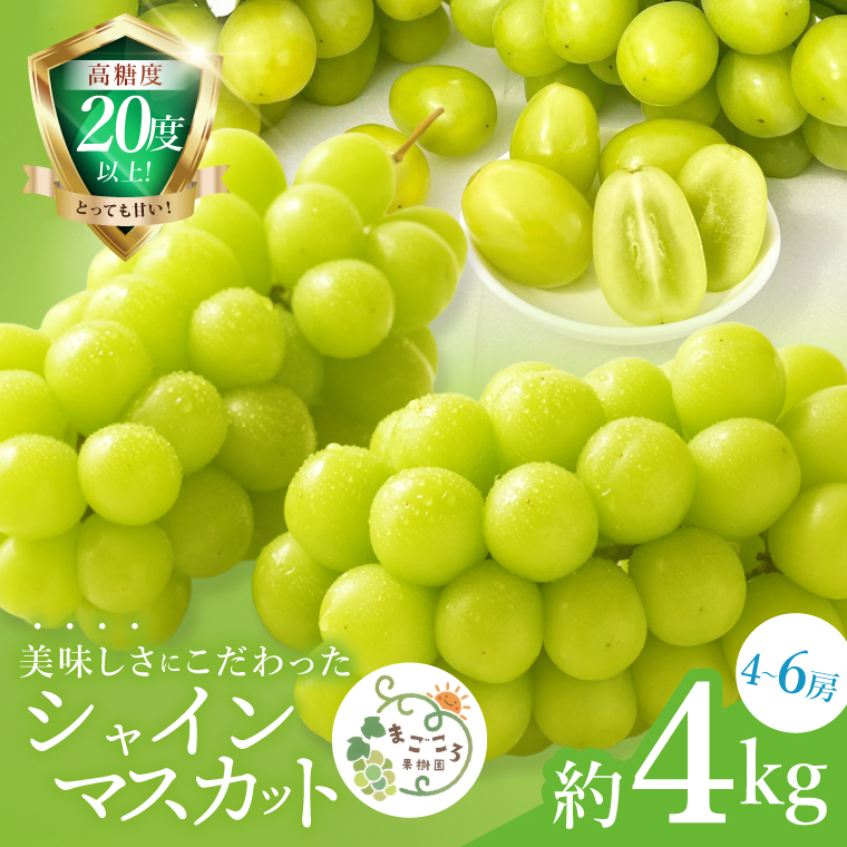 【2026年9月中旬より順次発送】令和7年度 茨城県生産力向上共励会 特別賞受賞！糖度約20～22度！美味しさにこだわったシャインマスカット（約4000g）4～6房 化学肥料不使用 農家直送【葡萄 ぶどう マスカット フルーツ 果物 くだもの 水戸市 水戸 茨城県】（GG-27）